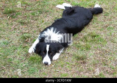 Ein Border Collie auf dem Gras im Garten Stockfoto