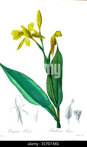 Illustration von Canna flaccida, einer Art der Gattung Canna, einem Mitglied der Familie Cannaceae. Pierre-Joseph Redoute, gemeinfreie Stockfoto