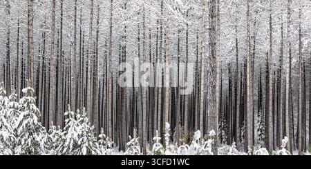 Schneebedeckter Kiefernwald mit hohen, geraden Bäumen, die eine ruhige und symmetrische Szene schaffen. Ontario, Kanada Stockfoto