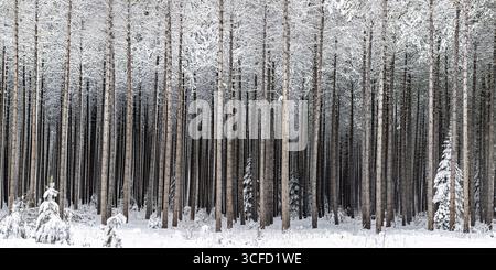 Schneebedeckter Wald mit hohen, gleichmäßig verteilten Bäumen sorgt für eine ruhige Winterszene. Ontario, Kanada Stockfoto
