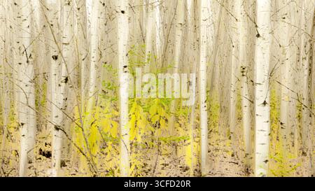 Birkenwald mit lebendigem jungen grünen Laub, verstreut zwischen den weißen Baumstämmen. Ontario, Kanada Stockfoto