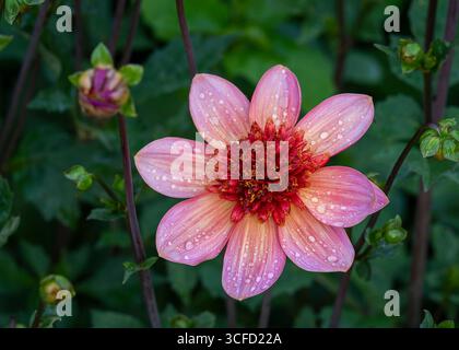 Anemonen-Blüten-Dahlien "Totally Tangerine". Nahaufnahme von Anemonen-Dahlien "Totally Tangerine"-Blüten. Anemonen-Dahlien mit Regentropfen. Stockfoto