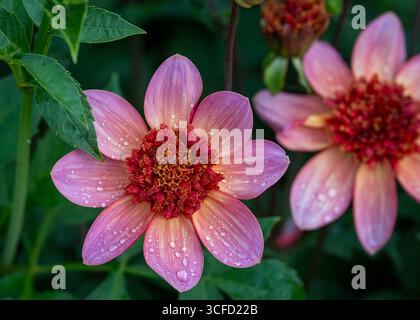Anemonen-Blüten-Dahlien "Totally Tangerine". Nahaufnahme von Anemonen-Dahlien "Totally Tangerine"-Blüten. Anemonen-Dahlien mit Regentropfen. Stockfoto
