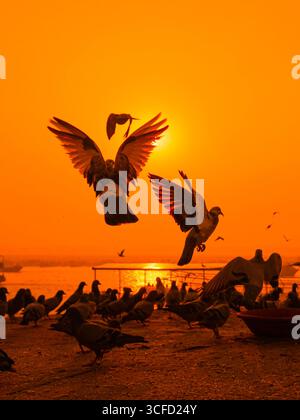 Eine Schar Tauben, die bei Sonnenaufgang in Varanasi, Indien, über den Ganges flogen und eine dramatische Silhouette schaffen. Stockfoto