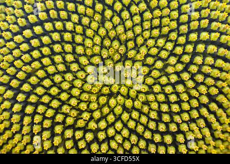 Hintergrund mit Blumenmuster mit Makrodetail der Samenscheibe auf einer Sonnenblume mit Grün- und Gelbtönen. Stockfoto