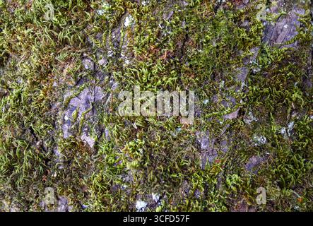 Makrohintergrund eines Baumstamms mit dem Detail moosbedeckter Rinde Stockfoto