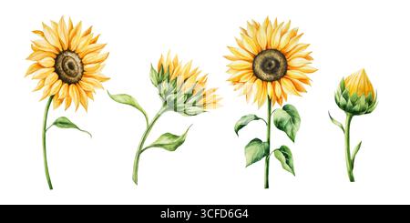 Aquarellset mit hellgelben Sonnenblumen in warmen Herbsttönen. Botanische handgezeichnete Illustration isoliert auf Hintergrund. Ideal für die Saison Stockfoto