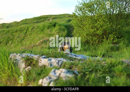 Der Kopf des lustigen, rauen Collie-Hundes ragt über dem weißen Felsen auf einer polnischen Hochlandwiese hervor Stockfoto