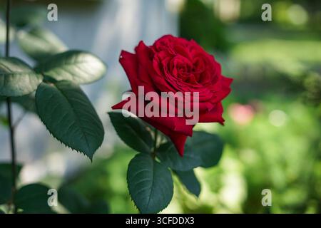 Lebendige rote Rose in Bloom: Eine detaillierte Nahaufnahme Stockfoto