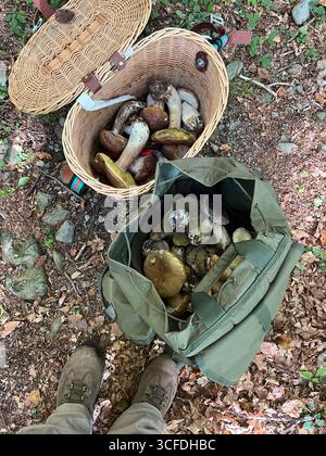 Boletus-Körbe im Apennin-Wald, Italien Stockfoto