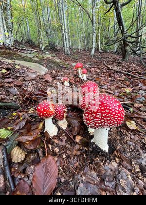 Amanita muscaria im Apenninwald, Italien Stockfoto