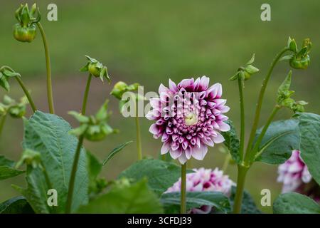 Violette und weiße „Edinburgh“-Dahlienblüte. Weiße Spitze doppelte lila Blüten der dekorativen Sommerblühknolle Dahlia „Edinburgh“ Stockfoto