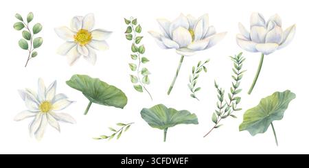Weißer Lotusblumenkopf, Blätter und Eukalyptuszweige Aquarellfarbe isolierte Illustrationsklammerkunst. Blühende Seerosen mit Grün für die Hochzeit Stockfoto