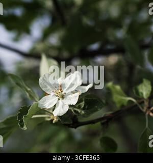 Eine weiße Apfelblüte auf dem Zweig in Nahaufnahme Stockfoto