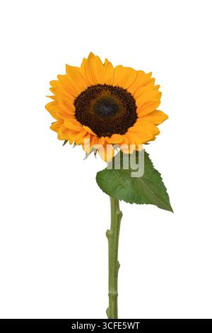 Gelbe Sonnenblume mit isoliertem Ausschnitt auf weißem Stab und Blatt Stockfoto