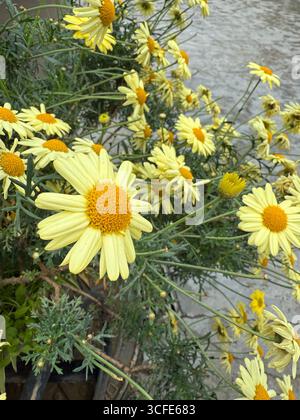 Aus einem hohen Winkel wird eine leuchtende Gruppe von gelben Gänseblümchen-ähnlichen Blüten mit leuchtend orangefarbenen Mittelpunkten gezeigt. Die Blüten scheinen in einem Topf zu wachsen Stockfoto