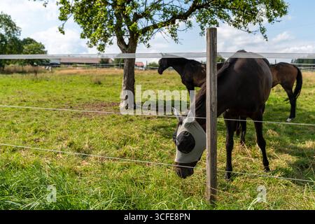 Bayern, Deutschland - 22. August 2025: Mehrere Pferde weiden auf einer grünen Wiese im Unterallgäu. Geschützt durch einen Zaun und Fliegenmaske genießen sie die Sommerweide im Fahrerlager *** mehrere Pferde Grasen auf einer grünen Wiese im Unterallgäu. Mit Zaun und Fliegenmaske geschützt, genießen sie die Sommerweide auf der Koppel Stockfoto