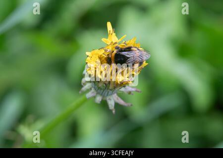 Löwenzahn schließt sich der Biene an Stockfoto