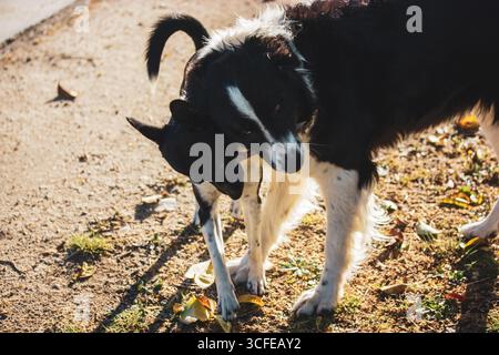 Zwei Hunde teilen sich einen liebevollen Moment und zeigen ihre spielerische Verbundenheit an einem sonnigen Tag im Hof. Ein größerer Hund und ein kleinerer Hund, Interacti Stockfoto