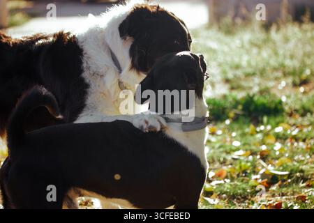 Zwei Hunde teilen sich einen liebevollen Moment und zeigen ihre spielerische Verbundenheit an einem sonnigen Tag im Hof. Ein größerer Hund umarmt den anderen kleineren, während sie es sind Stockfoto
