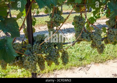 Ein Haufen wunderschöner weißer Trauben, bereit für die Ernte auf einem Weinberg. Stockfoto