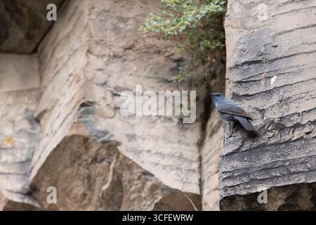 Blue Rock Thrush Monticola solitarius, erwachsener männlicher Hochsitz, Symphonie der Steine, Garni Gorge, Kotayk, Armenien, Juni Stockfoto