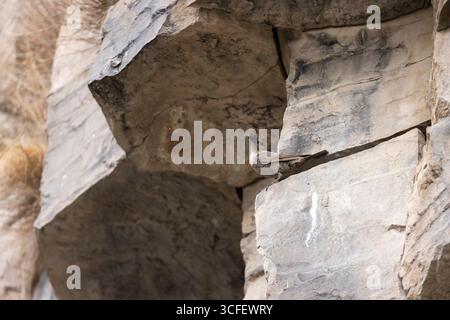 Blue Rock Thrush Monticola solitarius, erwachsenes Weibchen mit Beere, Symphonie der Steine, Garni-Schlucht, Kotayk, Armenien, Juni Stockfoto