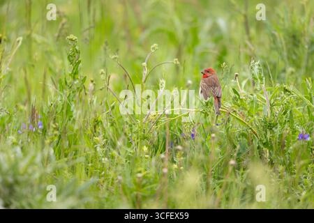 Rosefinke Carpodacus erythrinus, erwachsener Mann in der Vegetation, Vardenyatpass, Gegharkunik, Armenien, Juni Stockfoto