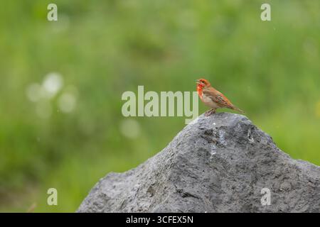 Rosefink Carpodacus erythrinus, männlicher Erwachsener, der von einem Felsen singt, Vardenyats Pass, Gegharkunik, Armenien, Juni Stockfoto