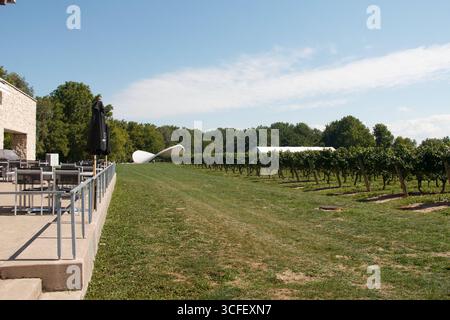 Die Cabernet Sauvignon Trauben in der Jackson-Triggs Winery und den Weinbergen in Niagara-on-the-Lake, Ontario, Kanada Stockfoto