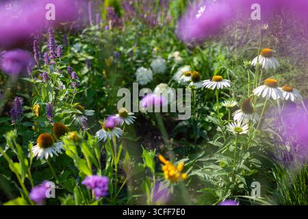 Weiße Echinacea purpurea blüht im Sommergarten durch Hortensie paniculata und Verbena bonariensis. Der Konflower wächst von agastache auf dem Blumenbeet-Attrac Stockfoto