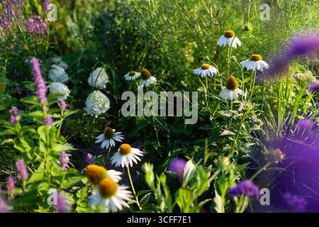 Weiße Echinacea purpurea blüht im Sommergarten durch Hortensie, agastache, Eisenkraut bonariensis, Ziergräser. Landfläche bei Sonnenuntergang mit augustblume Stockfoto