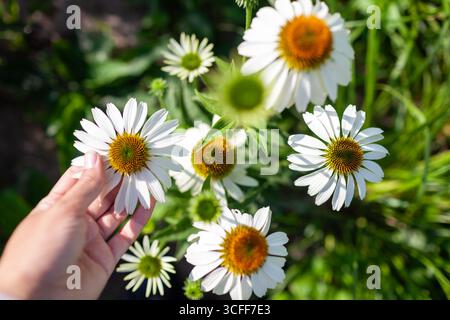 Gärtner bewundern weiße Echinacea purpurea Blüten im Sommergarten. Die Frau genießt Konefloren von oben. Draufsicht Stockfoto