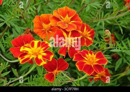 Rote und gelbe französische Ringelblumen, Tagetes patula, in Blüte. Stockfoto