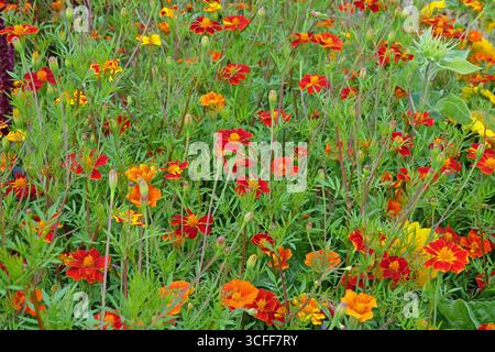 Rote und gelbe französische Ringelblumen, Tagetes patula, in Blüte. Stockfoto