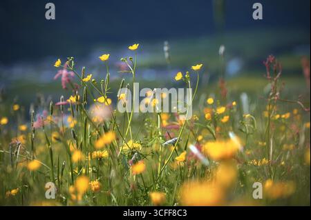 Schöne Blumenwiese in den österreichischen Alpen im Frühling. Gelbe Bergblumen. Tirol, Österreich. Hochwertige Fotos Stockfoto