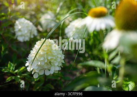 Hortensie paniculata blüht durch weiße Echinacea-Blüten im Sommergarten. Mit Tau bedeckte Eisbärenrinsen wachsen mit Pennisetum-Ziergras Stockfoto