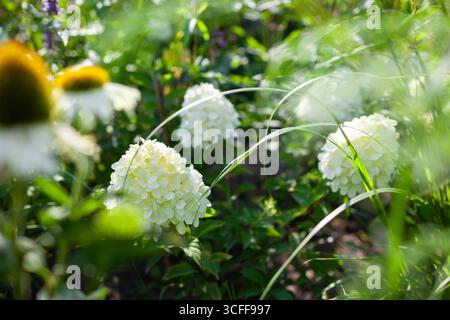 Hortensie paniculata blüht durch weiße Echinacea-Blüten im Sommergarten. Mit Tau bedeckte Eisbärenrinsen wachsen mit Pennisetum-Ziergras Stockfoto