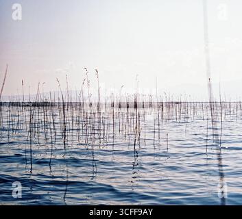Auf Dem See. Mittelformatiges Foto von einem fahrenden Boot auf dem Skadar-See, Perspektive durch Schilf, ruhiges Wasser, natürliche Landschaft, sanftes Licht. Stockfoto