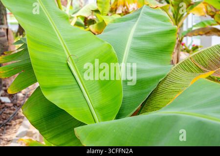 Grüne Blätter der essbaren Banane (Musa acuminata), Nahansicht, im Gewächshaus des Quranic Park, Dubai, VAE. Stockfoto