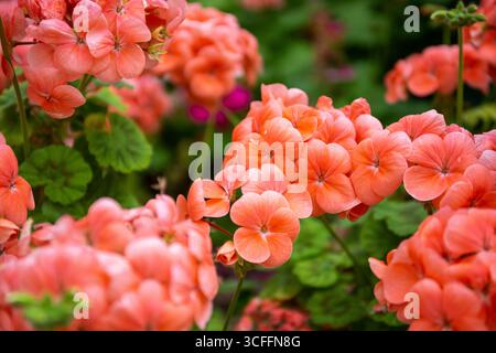 Pelargonium hortorum (zonale Geranie, Gartengeranie) üppige Bällchen aus pfirsichrosa und lachsrosa Blüten im Gewächshaus des Quranic Park, Dubai. Stockfoto