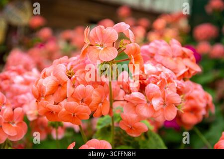 Pelargonium hortorum (zonale Geranie, Gartengeranie) üppige Bällchen aus pfirsichrosa und lachsrosa Blüten im Gewächshaus des Quranic Park, Dubai. Stockfoto