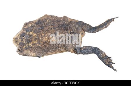 Die Ansicht von oben auf Krötenkadaver oder tote Kröte, die mit dem Auto betreten oder zerquetscht werden, ist auf weißem Hintergrund mit Beschneidungspfad isoliert. Stockfoto