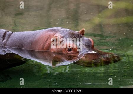 Topeka, Kansas. Nahaufnahme eines Flusses Hippopotamus; Hippopotamus amphibius, Schwimmen im Topeka Zoo. Stockfoto