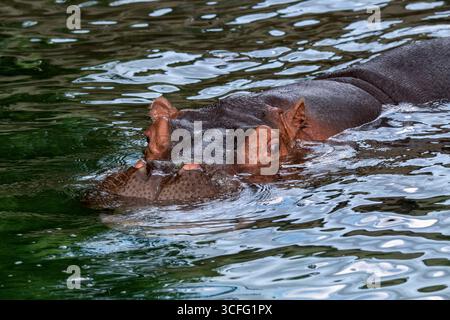 Topeka, Kansas. Topeka Zoo. Nahaufnahme eines Flusses Hippopotamus; Hippopotamus amphibius. Stockfoto