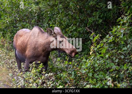 Anchorage, Alaska. Eine Nahaufnahme eines weiblichen Elchs, Alces Alces Alces, der auf der Vegetation in Alaska lebt. Stockfoto