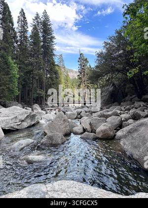 Ein klarer Gebirgsbach fließt über Granitfelsen, umgeben von hohen Kiefern und Waldgrün im Yosemite-Nationalpark, Kalifornien, mit einem Wald Stockfoto