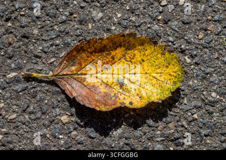 Orangefarbenes Herbstblatt isoliert auf Asphalt im Sonnenlicht, ein herbstlicher Hintergrund Stockfoto