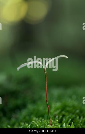 Spross in Waldnähe mit verschwommenem Hintergrund herum Stockfoto