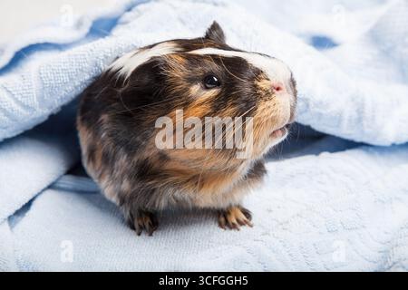 Nahaufnahme eines niedlichen, dreifarbigen Meerschweinchens, das bequem unter einem weichen blauen Handtuch liegt und einen entspannten und gemütlichen Moment für ein kleines Haustier zeigt Stockfoto